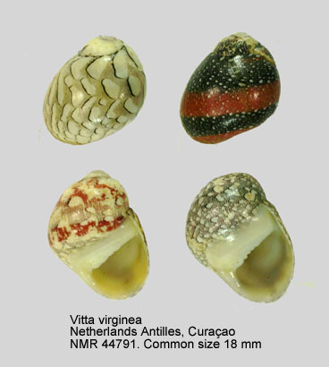 Vitta virginea.jpg - Vitta virginea (Linnaeus,1758)